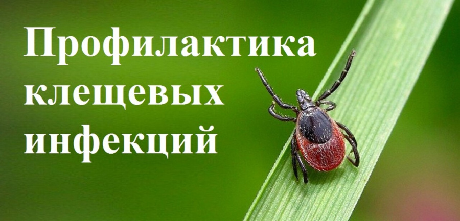 Проводится «горячая линия» по вопросам профилактики «клещевых» инфекций